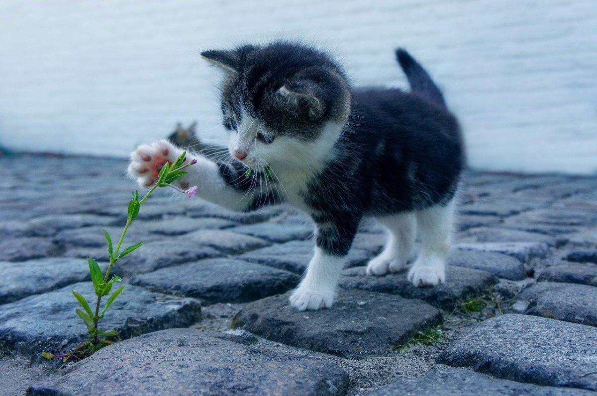 Il gatto non cresce: Cause e cosa fare