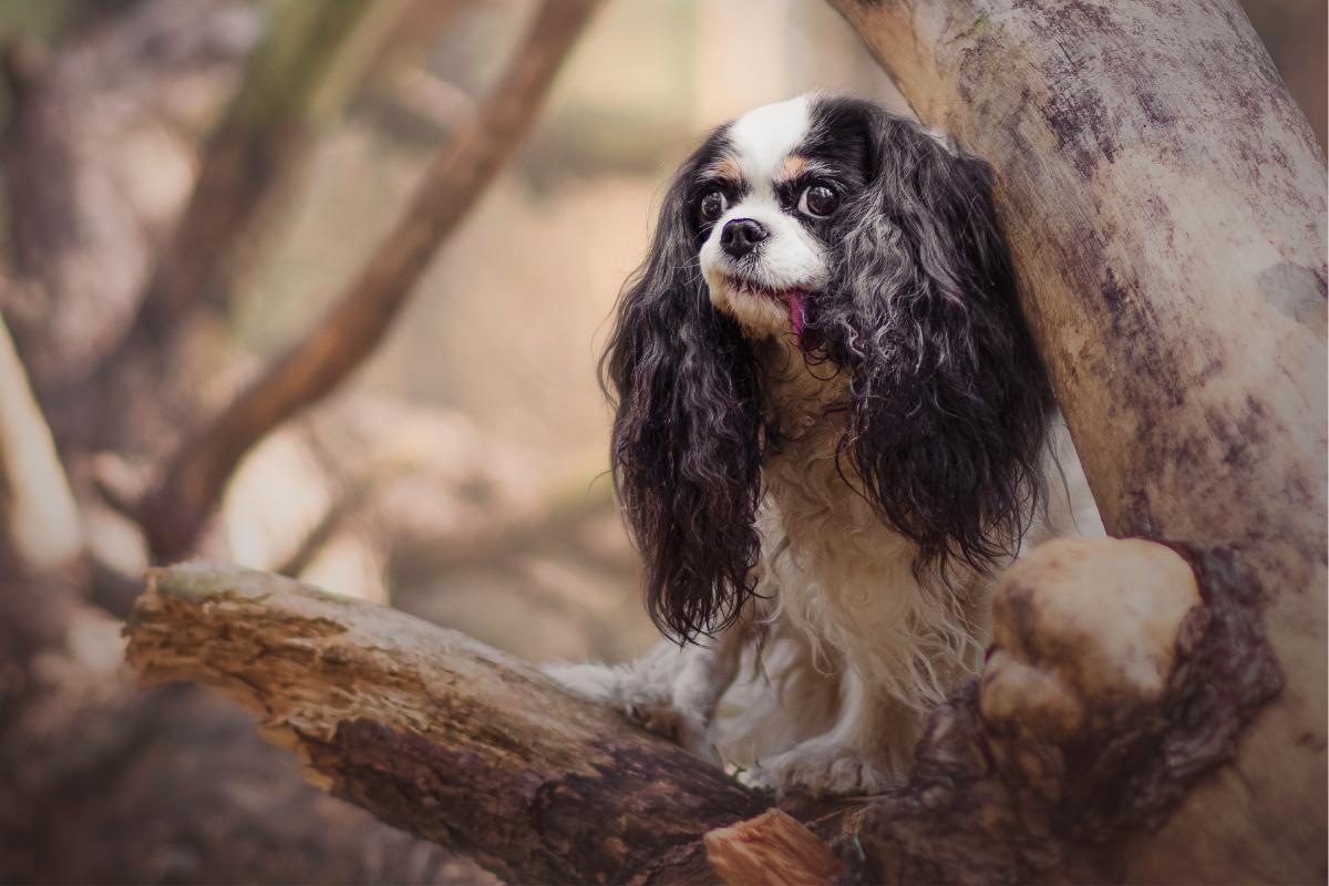 Come togliere la resina dal pelo del cane