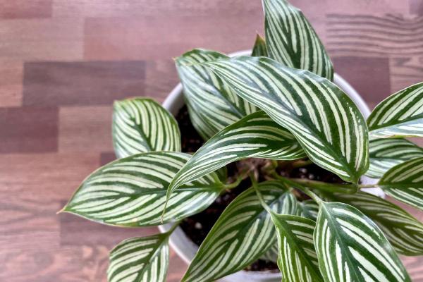 Piante innocue per gatti da interno - 10. Calathea