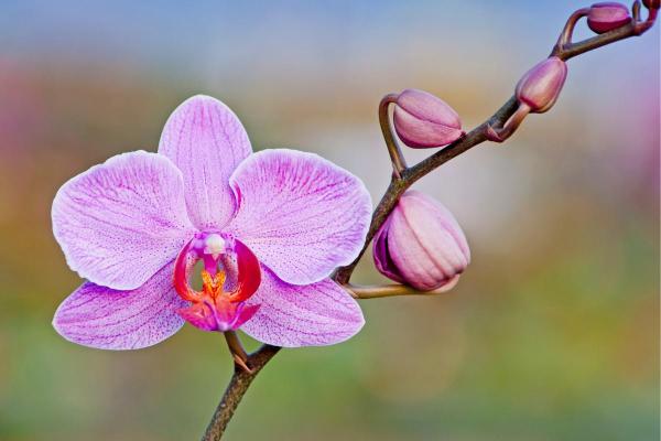 Piante innocue per gatti da interno - 1. Orchidea Phalaenopsis