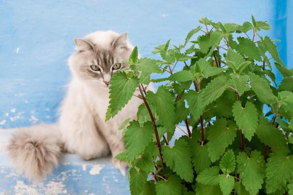 Piante innocue per gatti da interno - 4. Erba gatta o catnip