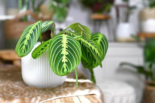 Piante innocue per gatti da interno - 5. Maranta leuconeura