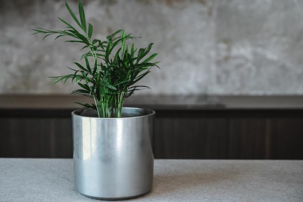 Piante innocue per gatti da interno - 6. Areca 