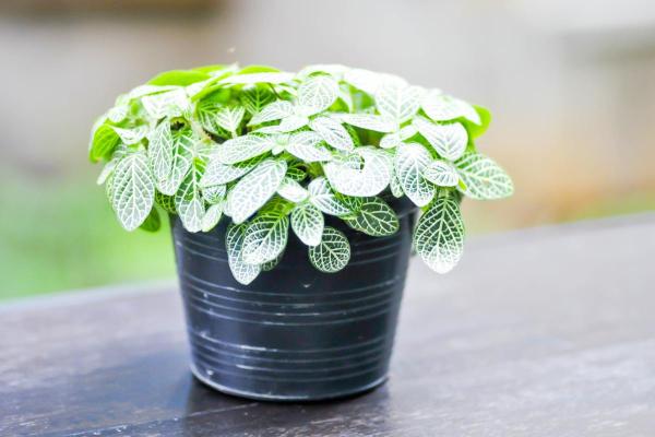 Piante innocue per gatti da interno - 8. Fittonia
