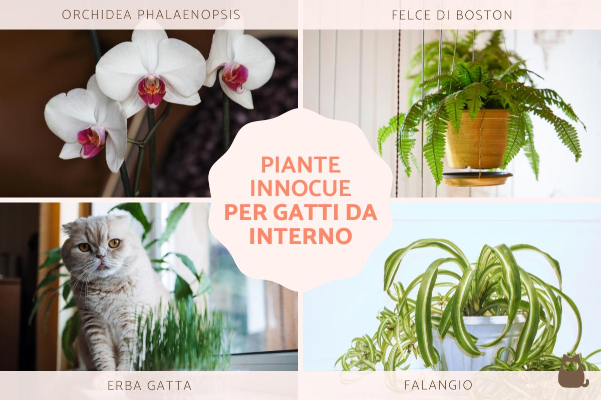 Piante innocue per gatti da interno