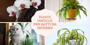 Piante innocue per gatti da interno