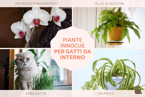 Piante innocue per gatti da interno