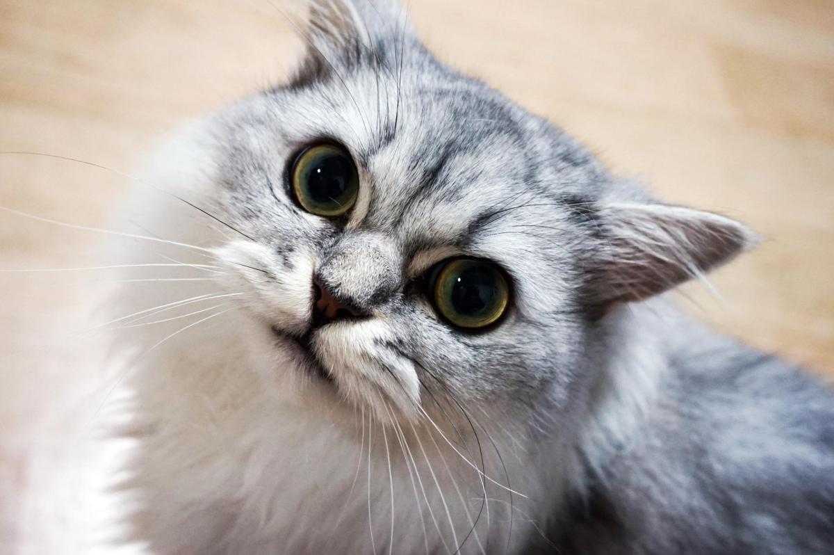 Il mio gatto miagola di notte: Cause e cosa fare