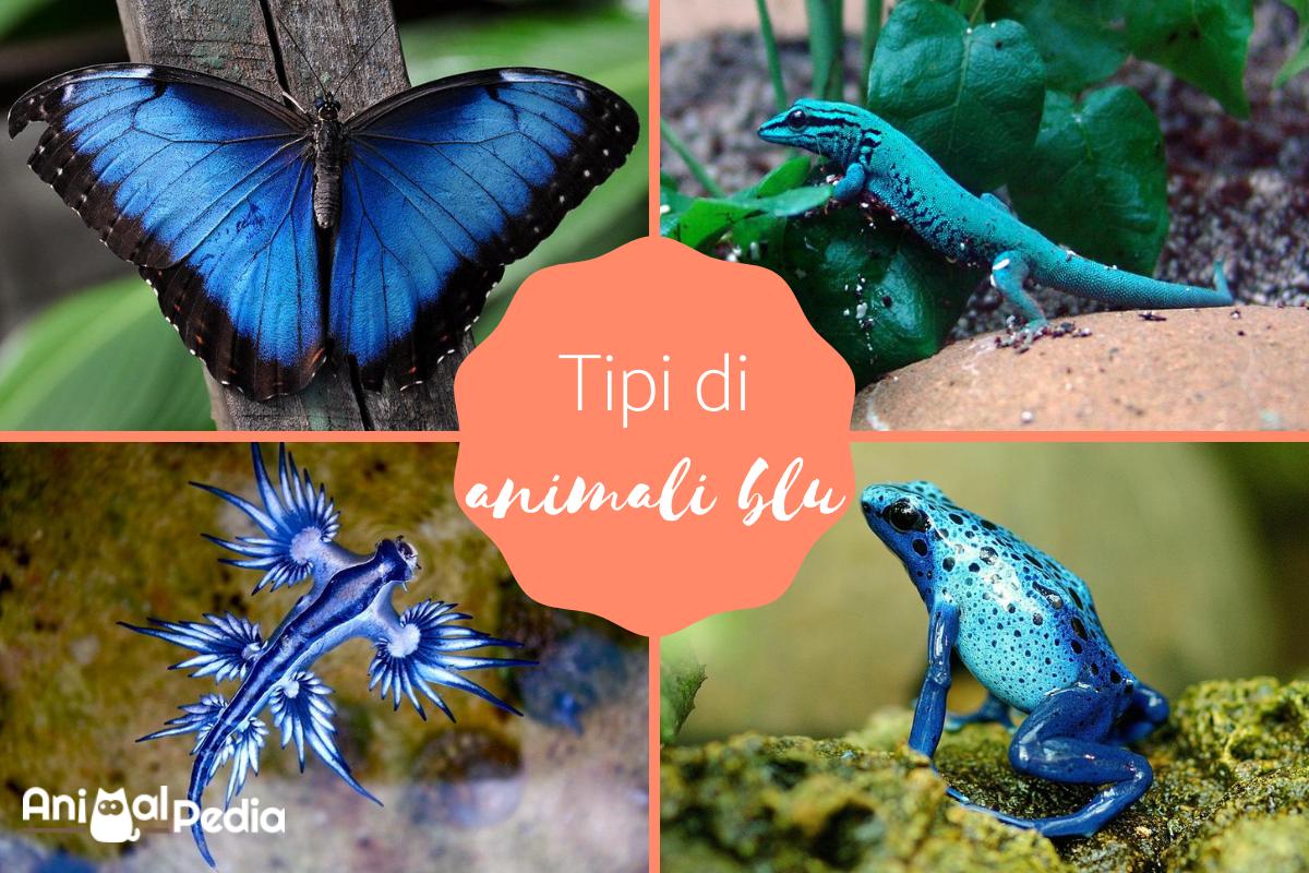 Animali blu: Caratteristiche e curiosità