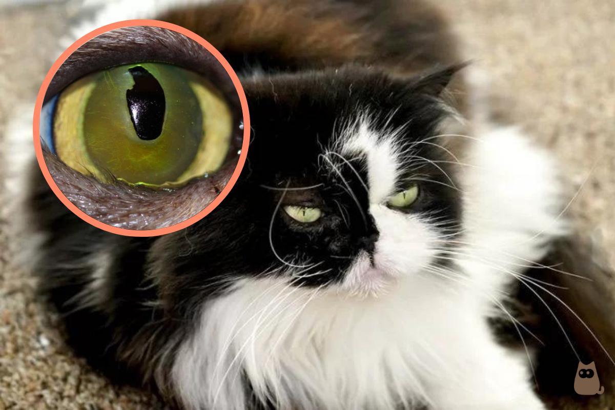 Sequestro corneale felino: cause, sintomi e cura