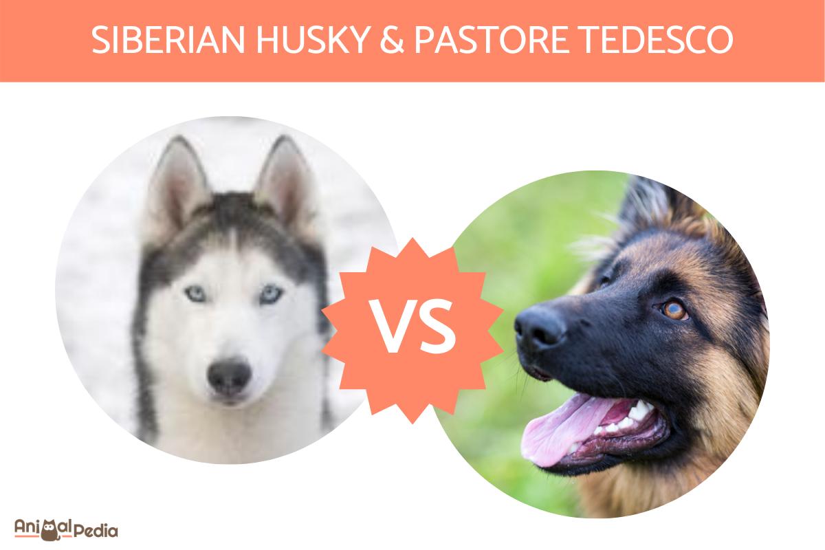 Siberian Husky VS Pastore Tedesco
