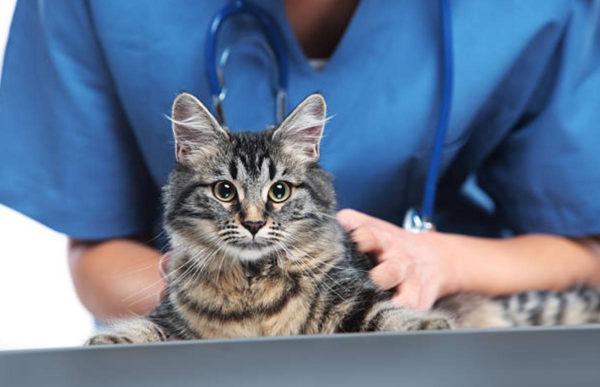 Carcinoma squamocellulare nel gatto: sintomi, cause e cura