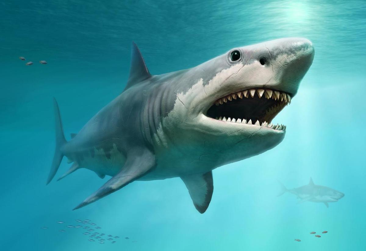 Il Megalodonte esiste?