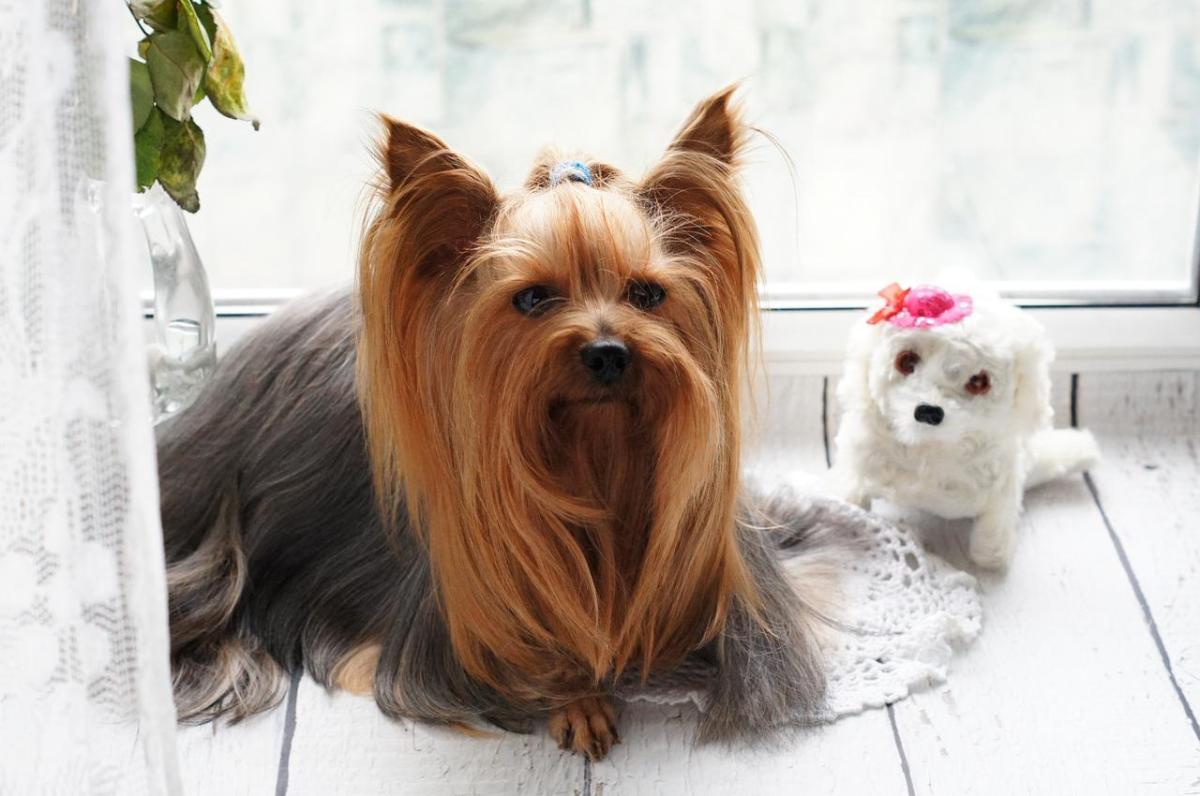 Quanto dura il calore di un cane femmina?
