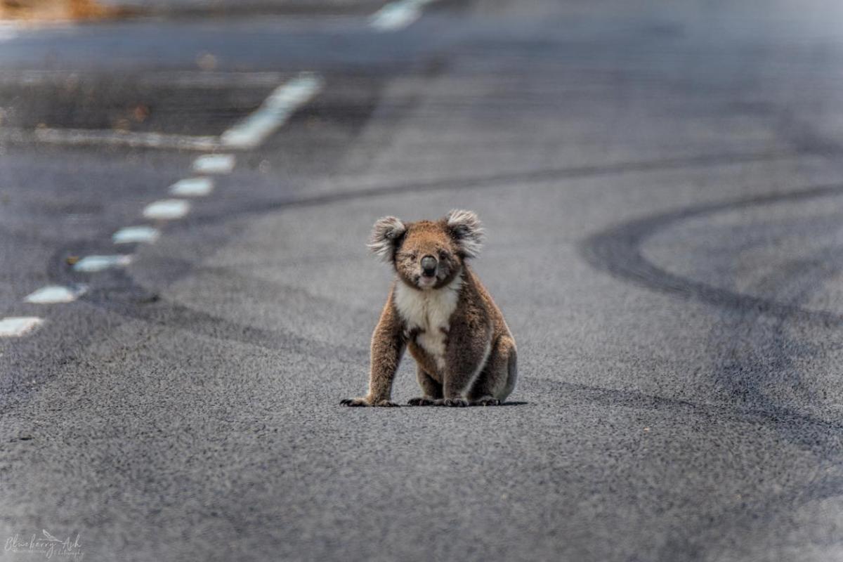 Il koala è in pericolo di estinzione: Perché e cosa fare