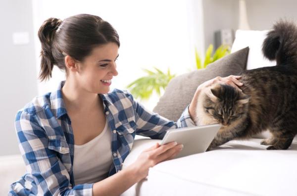 Trucchi per trovare un gatto che si è perso: come cercarlo - Come trovare un gatto smarrito: conclusioni