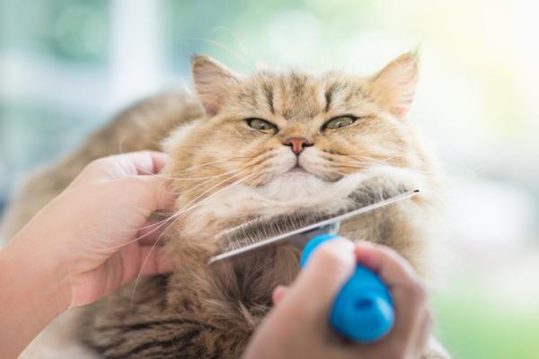 Forfora nei gatti: cause e come eliminarla