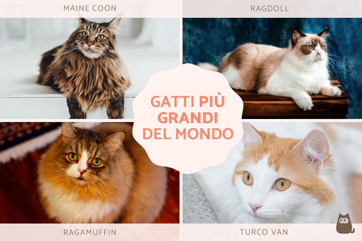 Razze di gatti grandi e giganti