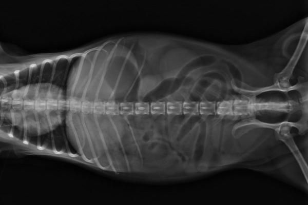 Infiammazione intestinale nel cane: sintomi e cosa fare - Come viene diagnosticata l’infiammazione intestinale nel cane?