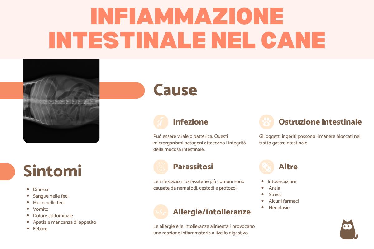Infiammazione intestinale nel cane: sintomi e cosa fare