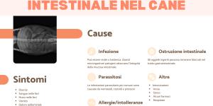 Infiammazione intestinale nel cane: sintomi e cosa fare