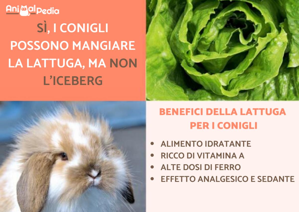 Il coniglio può mangiare l'insalata?