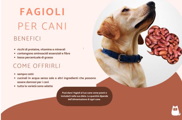 I cani possono mangiare i fagioli?