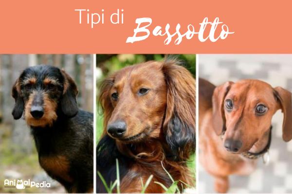 Tipi di Bassotto