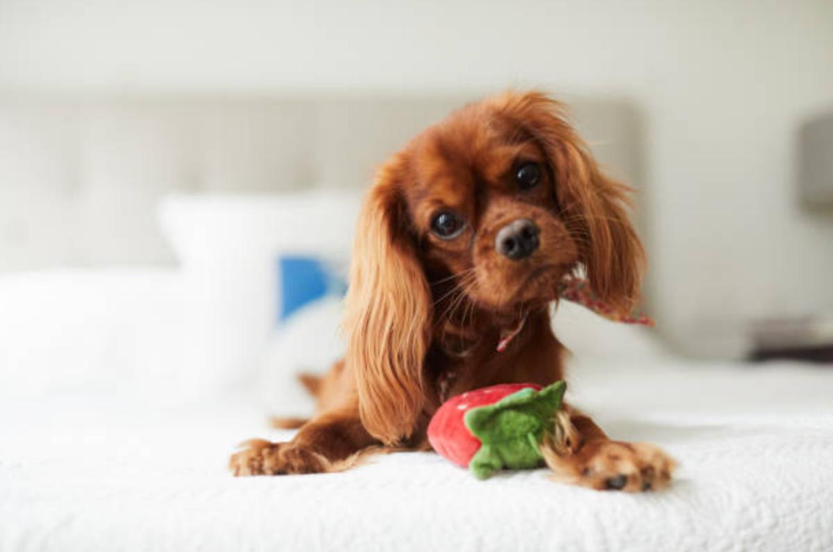 Posizioni del cane quando sta male o soffre