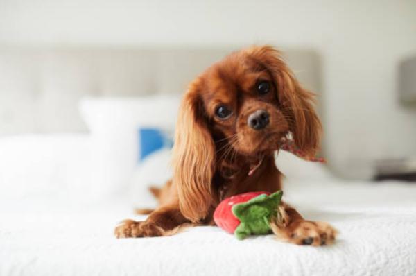 Posizioni del cane quando sta male o soffre