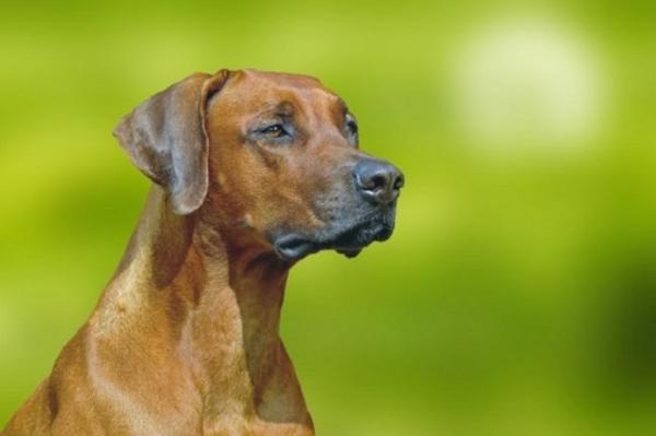 10 razze di cani africani