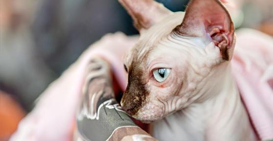 Sphynx con pelo