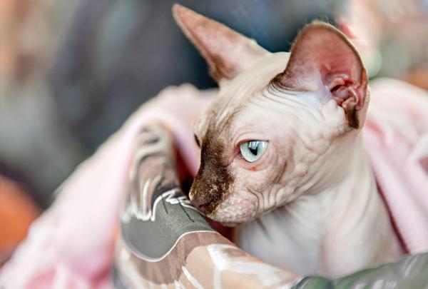 Sphynx con pelo