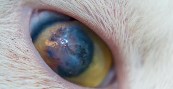 Ulcera nell'occhio del gatto: Sintomi, cause e terapia
