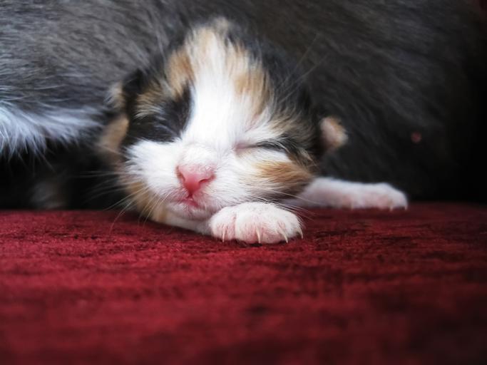 Comportamento del gatto dopo il parto: scopri perché mamma gatta