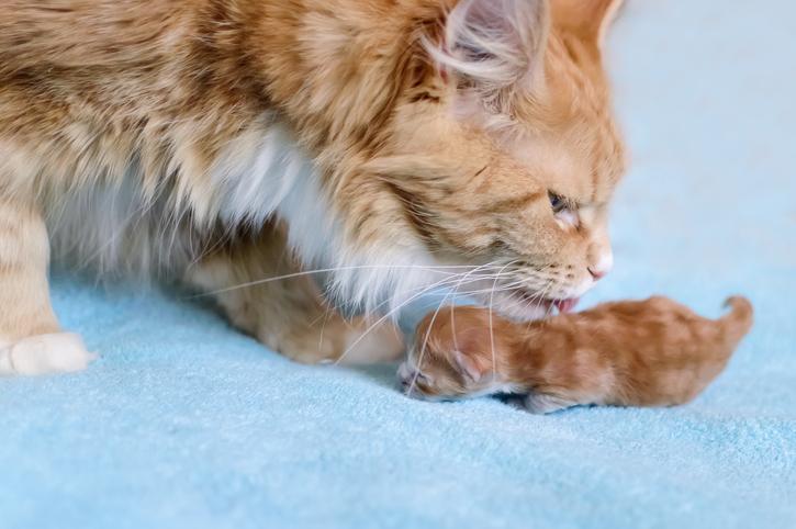 Comportamento del gatto dopo il parto: scopri perché mamma gatta