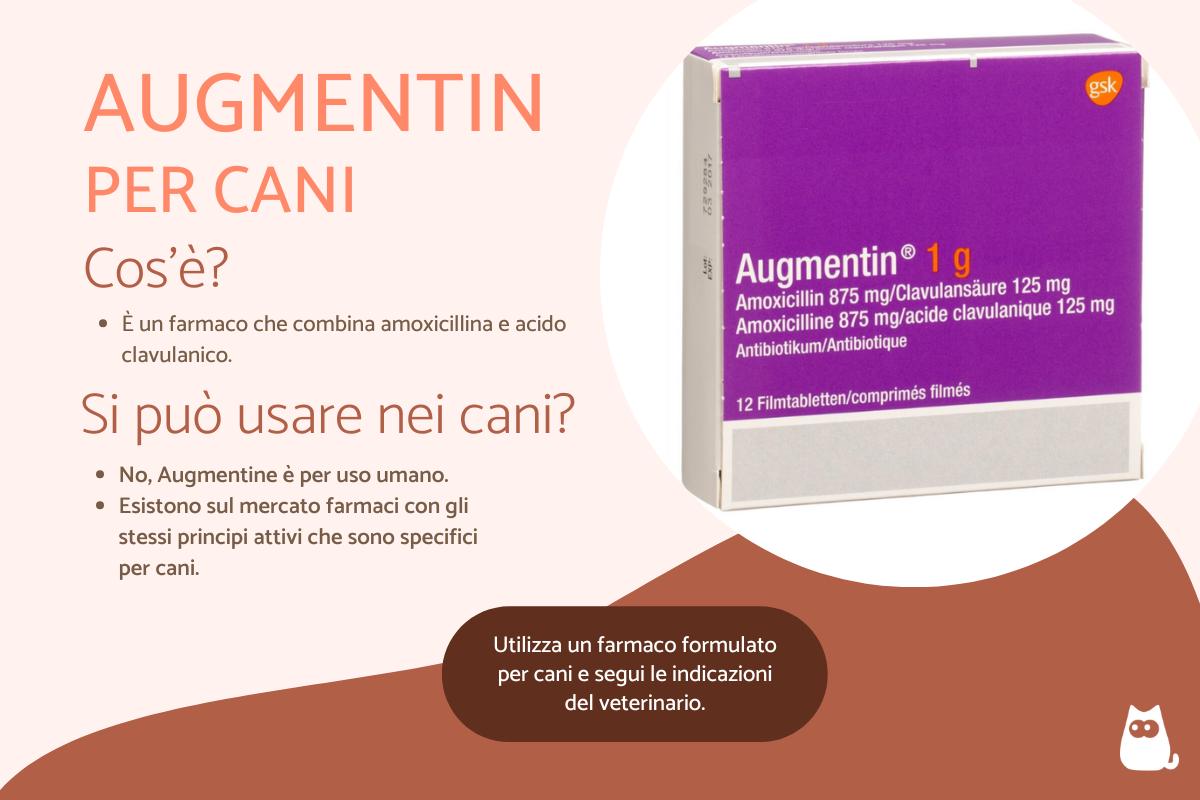 Posso dare l'Augmentin al cane?