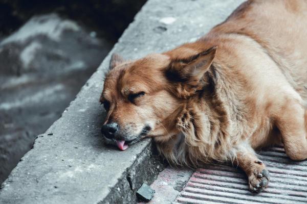 Il mio cane è morto con gli occhi aperti: cause - Cosa significa quando un cane muore con gli occhi aperti?
