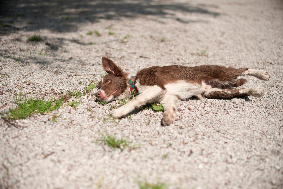 Il mio cane è morto con gli occhi aperti: cause