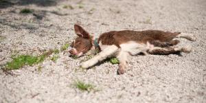 Il mio cane è morto con gli occhi aperti: cause