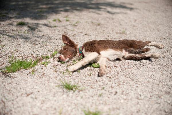 Il mio cane è morto con gli occhi aperti: cause