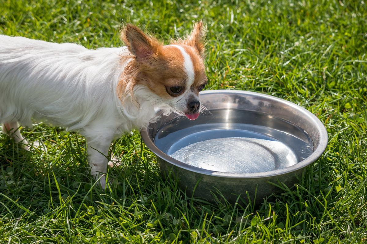 Perché il cane non mangia e beve molto?