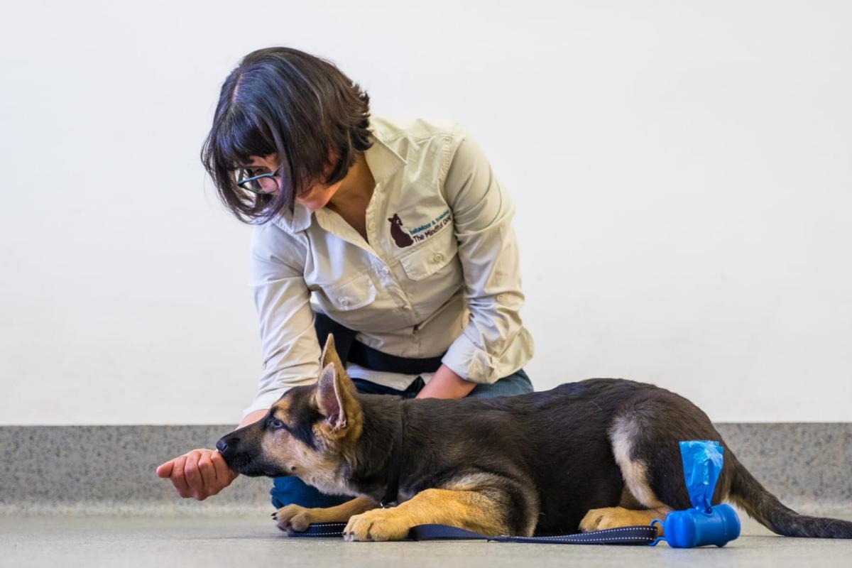 Alimentazione per cani senza denti