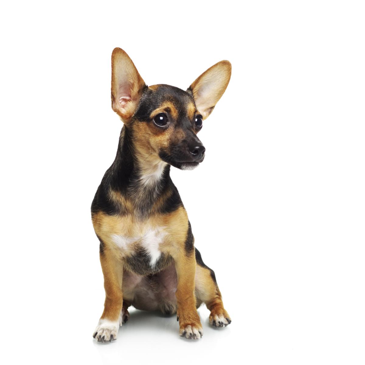 Pinscher nano