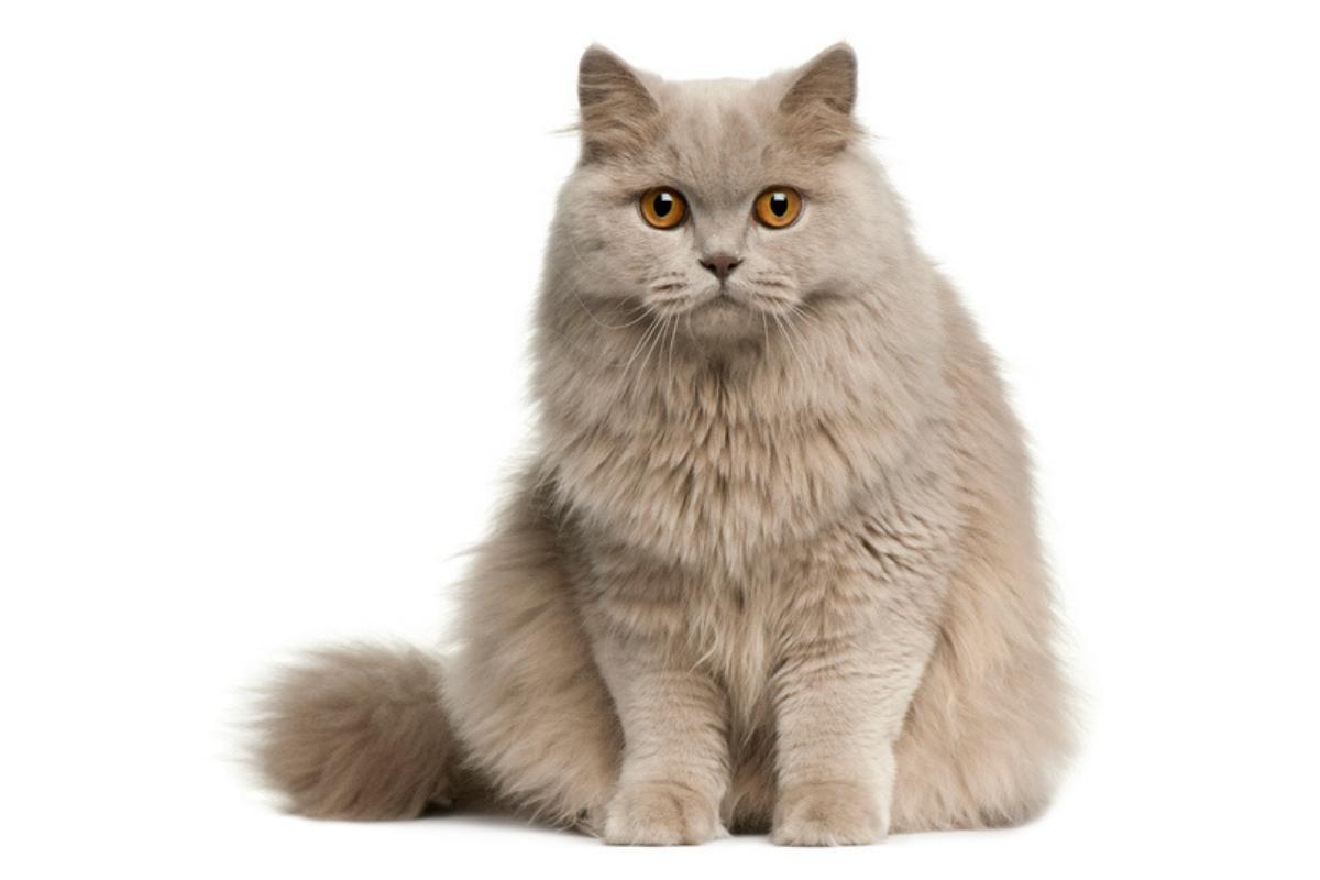 British longhair