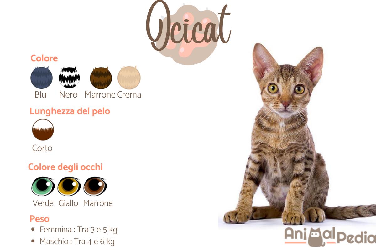 Ocicat
