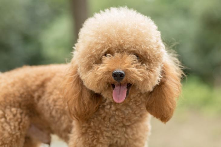 Cane Barboncino Toy Caratteristiche Foto E Video