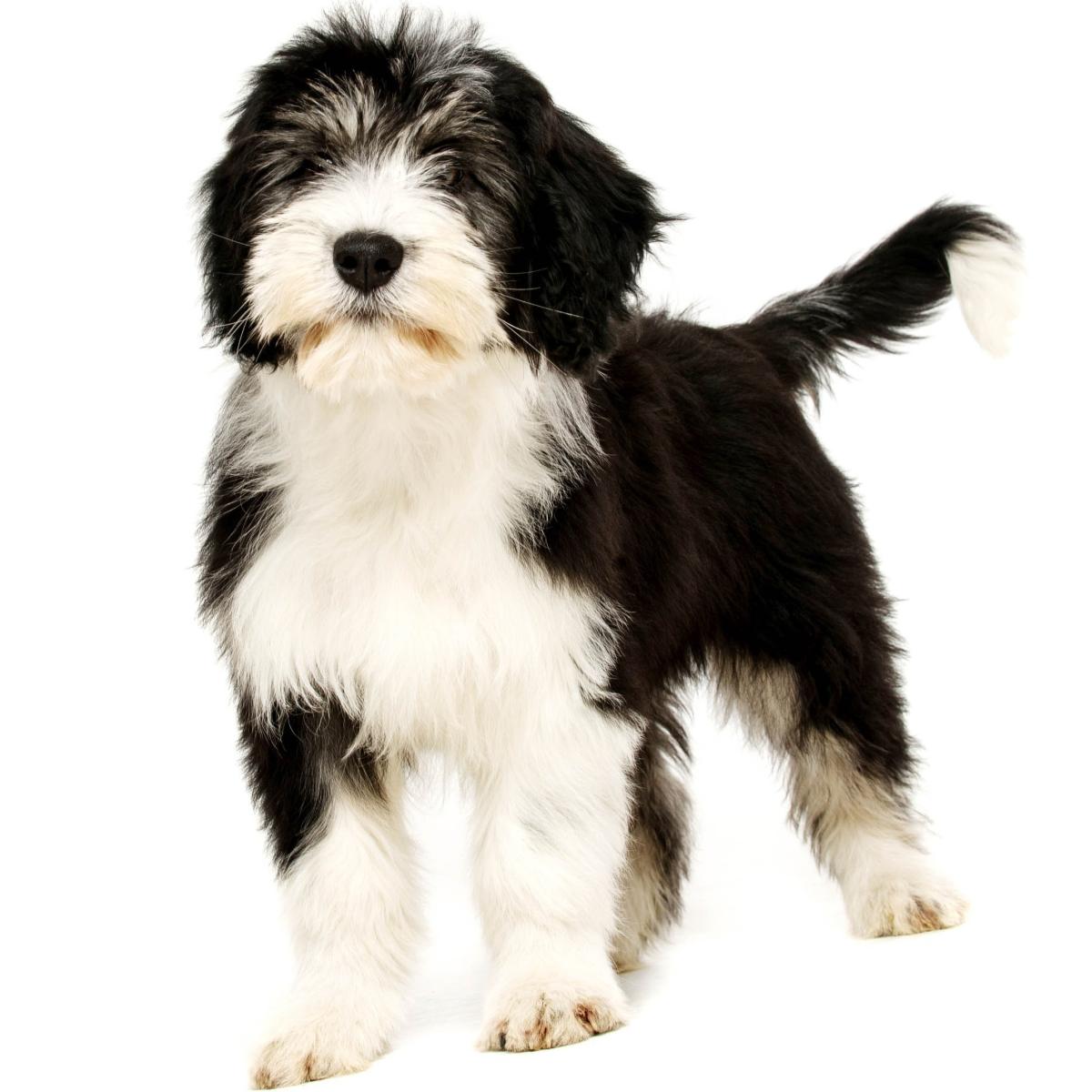Cane da pastore polacco di Vallée