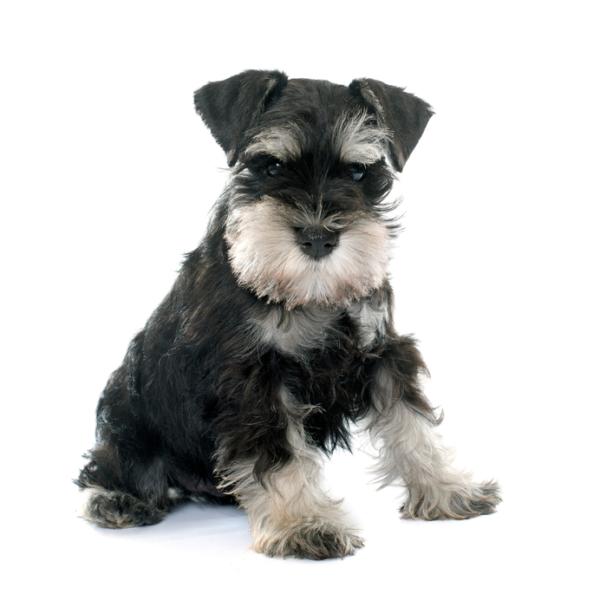 Schnauzer nano