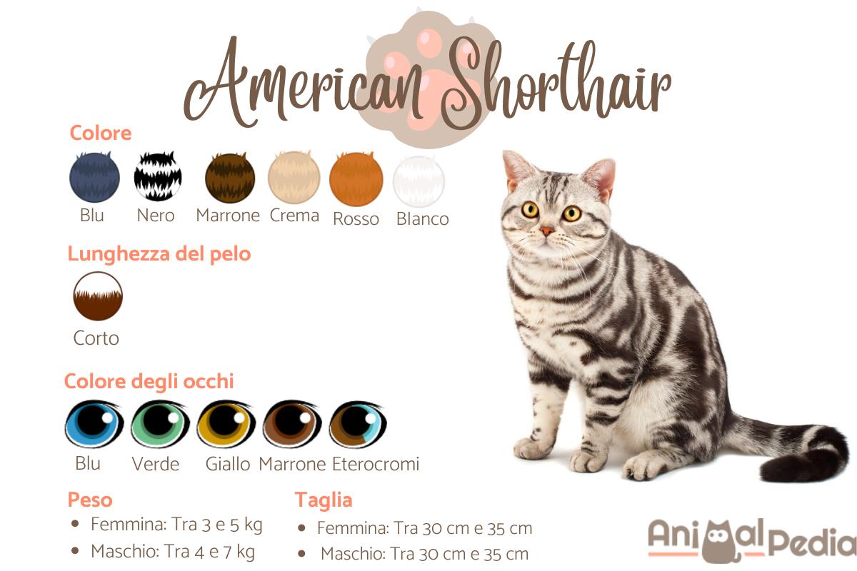 Gatto American Shorthair